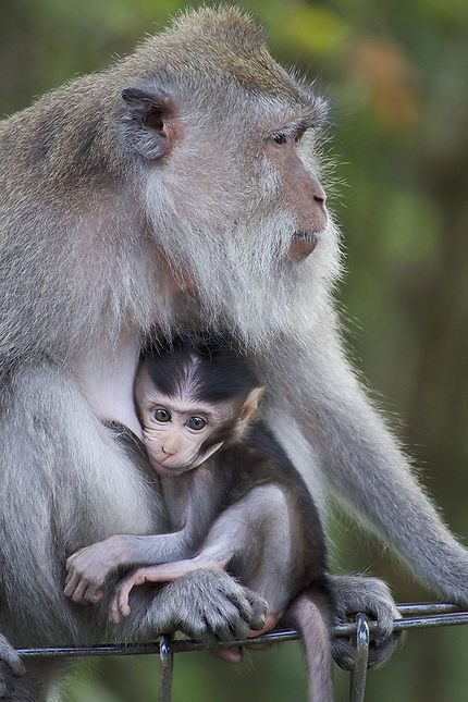 Le petit singe et sa maman