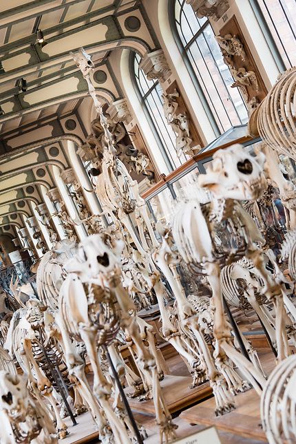 Galerie d'anatomie comparée, un troupeau d'os