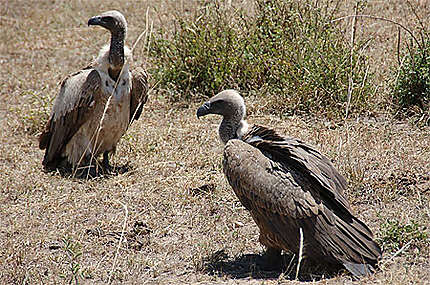 Couple de vautours