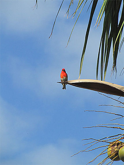 Un cardinal