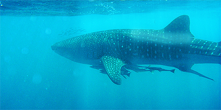 Whale Shark Whale Shark