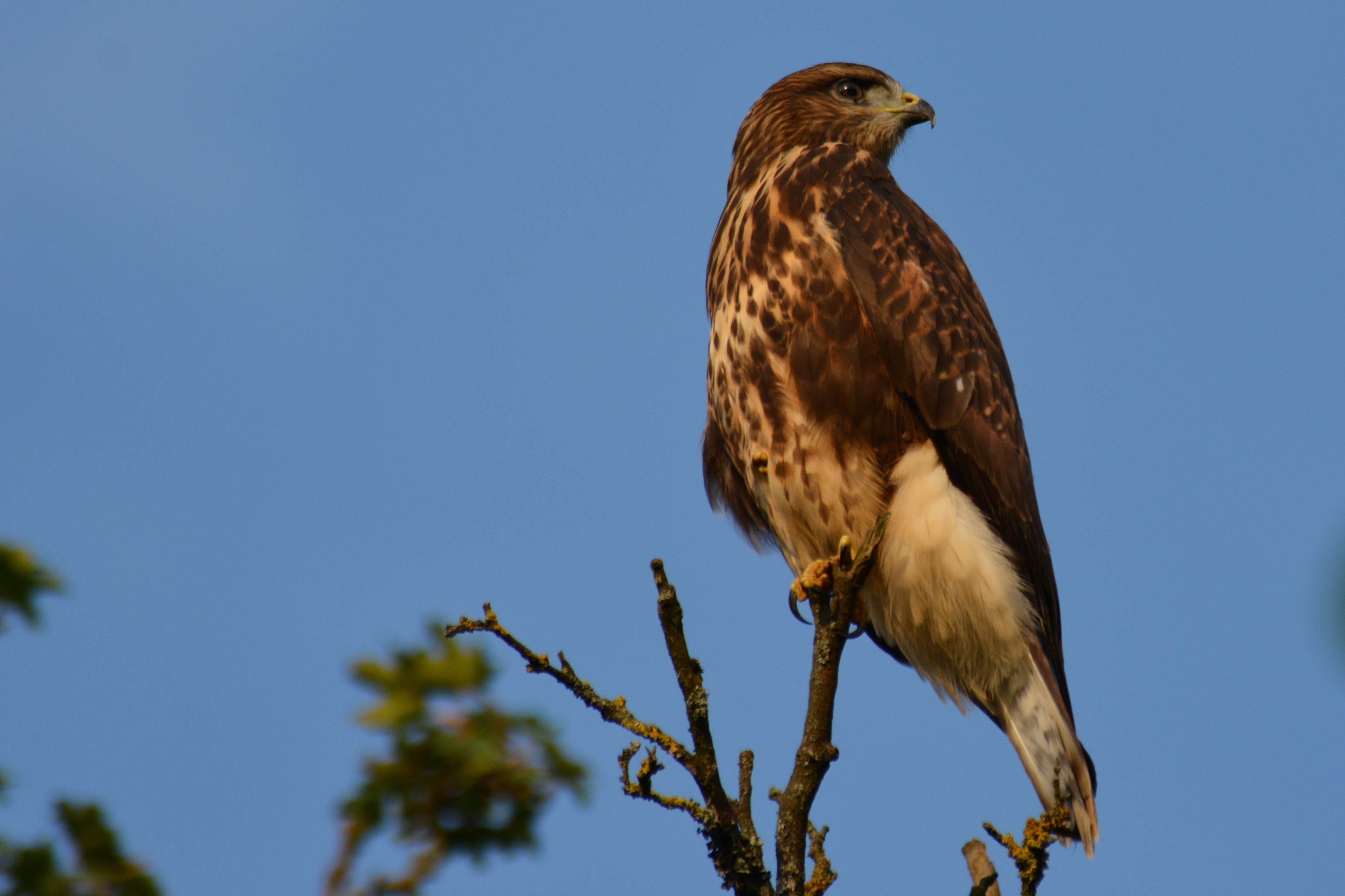 Buse variable Buse variable