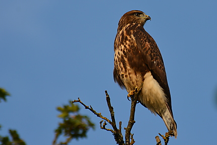 Buse variable 