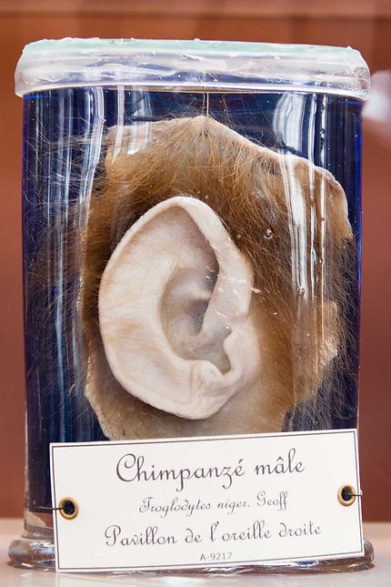 Galerie d'anatomie comparée, oreille de chimpanzé