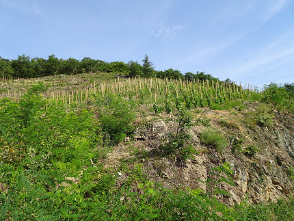 Jeunes vignes en Ardèche