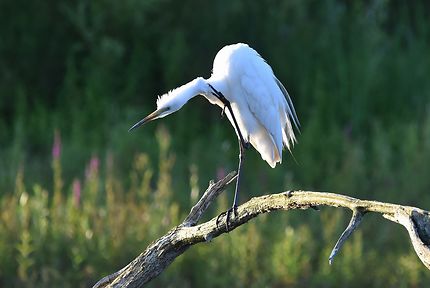 Grande aigrette