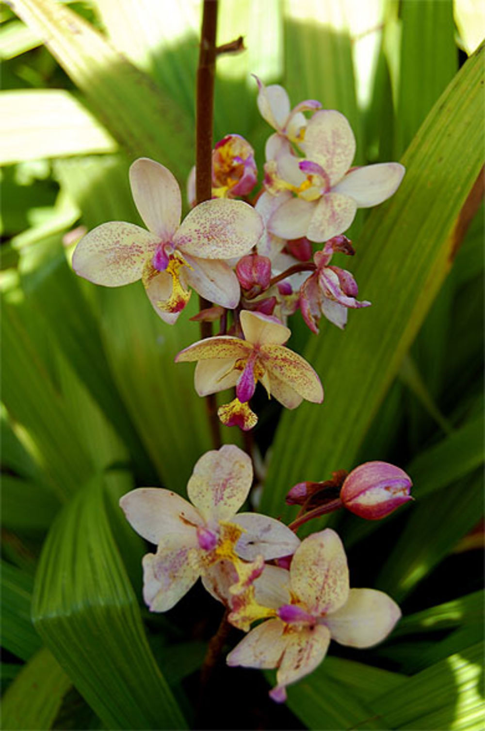 Orchidée