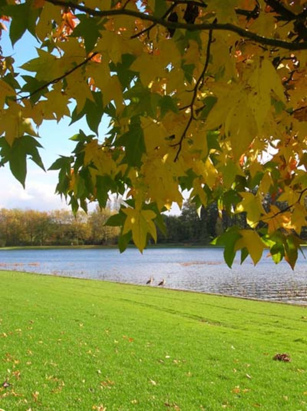 Parc de tervueren  - au delà des feuilles