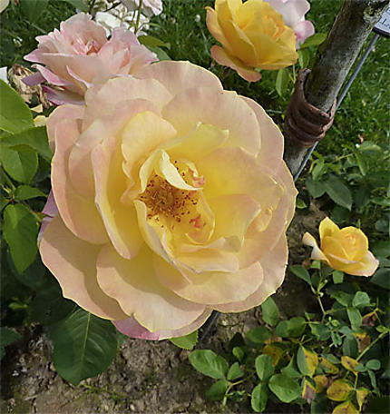 Roses du Jardin de Bagatelle