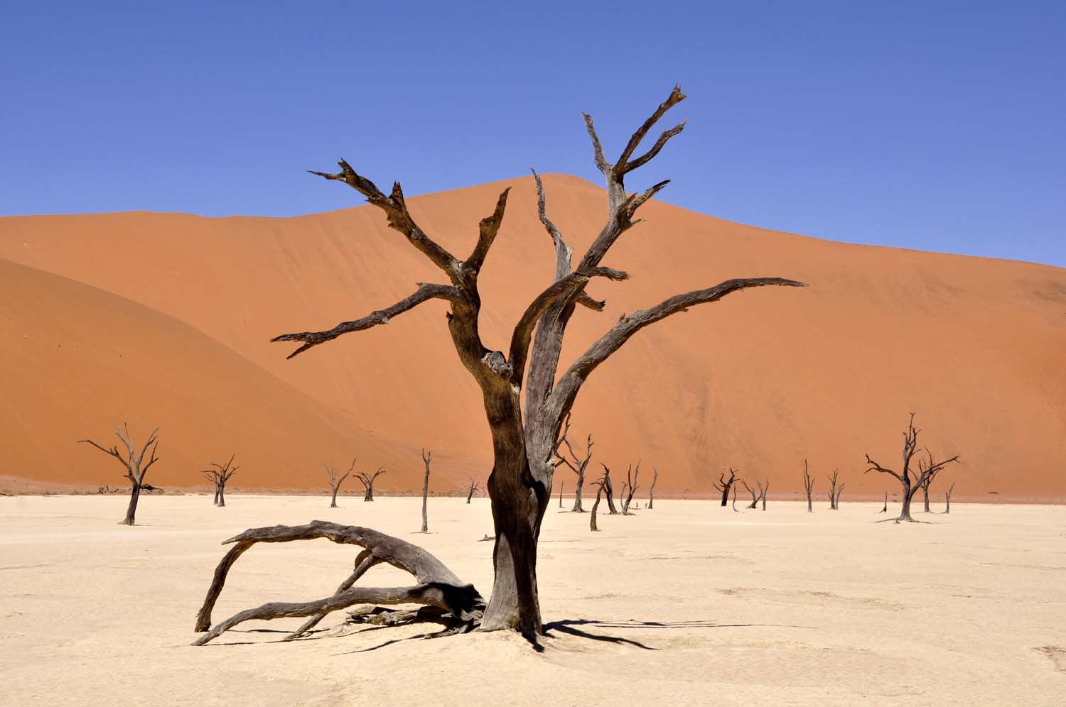 Arbre mort de Dead Vlei D sert  Arbres Dead Vlei 