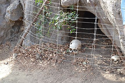 Crânes de Griots au pied d'un Baobab à Bandia