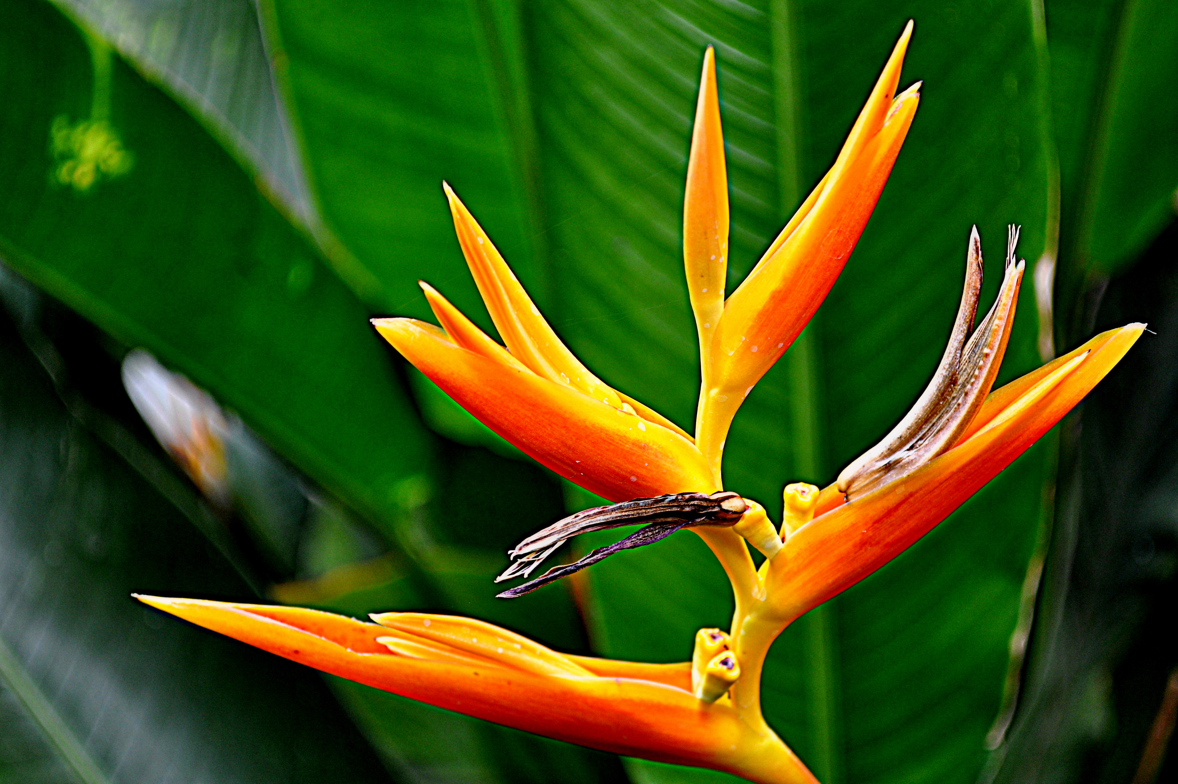 Belle fleur Belle fleur