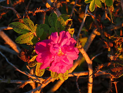 Roses sauvages à Ste-Flavie