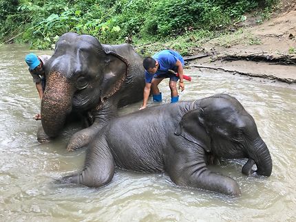 L’heure du bain pour les éléphants 