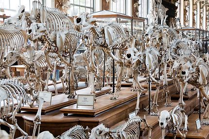 Galerie d'anatomie comparée, lion, tigre et autres