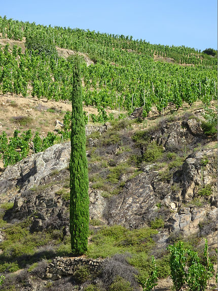 Cyprès et vignes en Ardèche