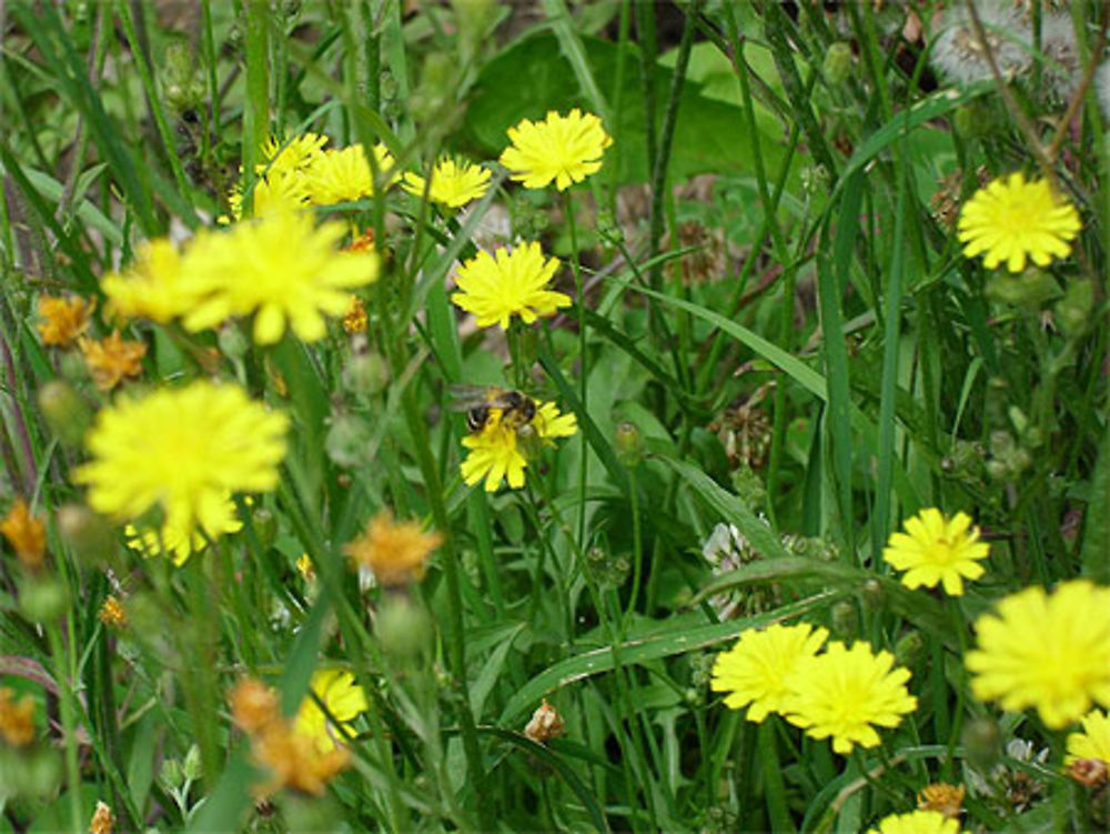 Abeille au travail