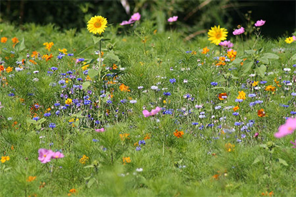 Champ de fleurs