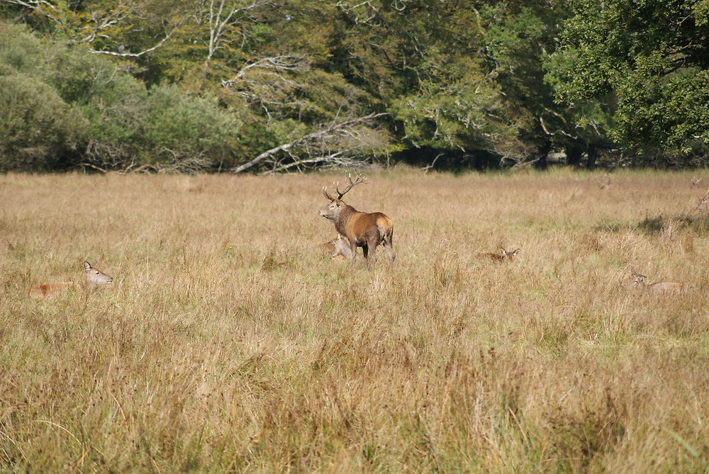 Cerf (et biches cachées)