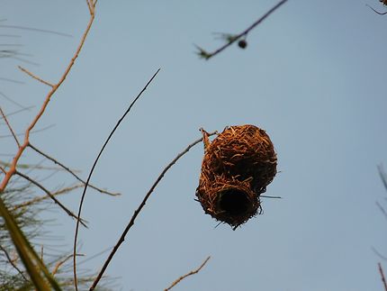 Nid de tisserin