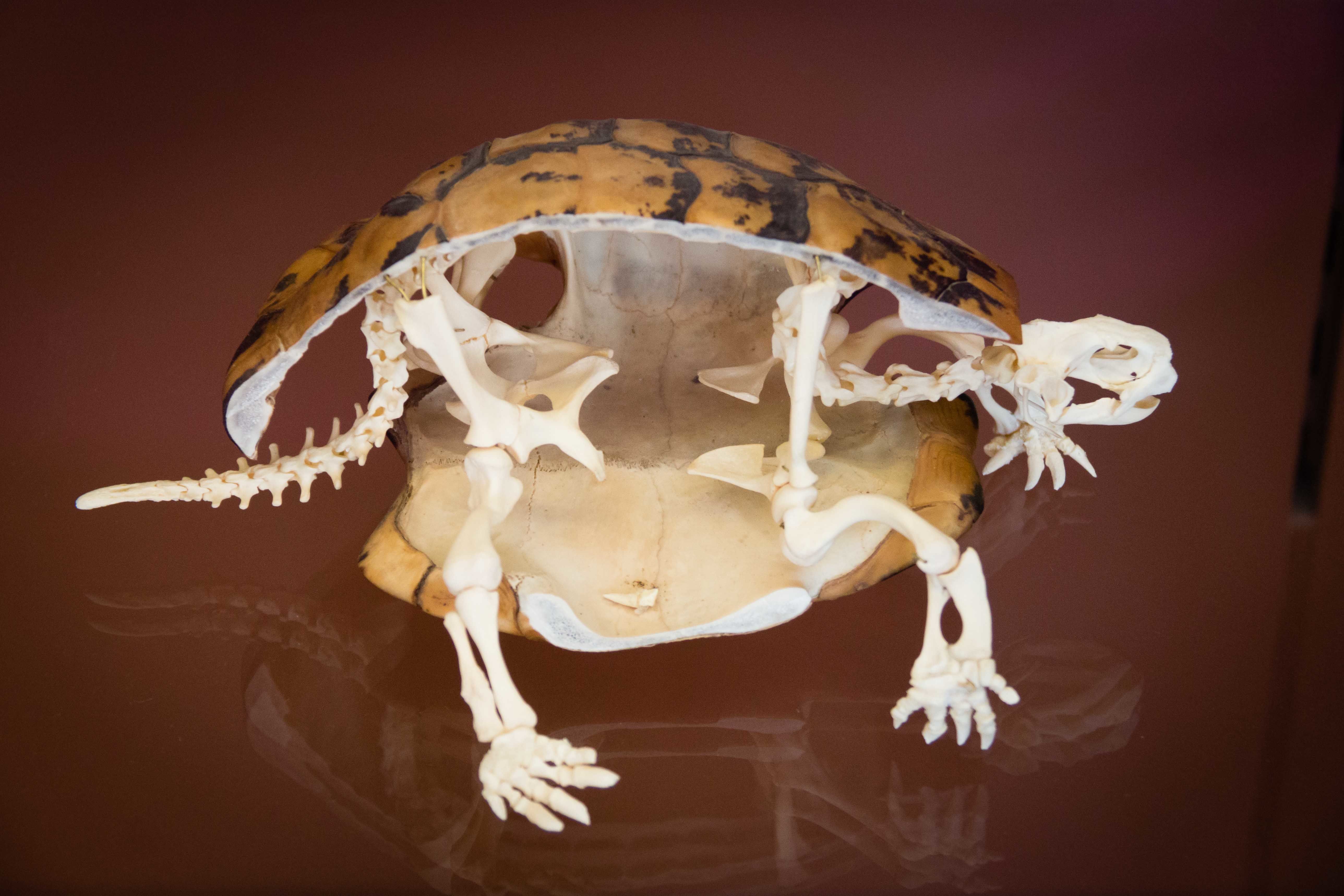 Galerie d'anatomie comparée, squelette de tortue