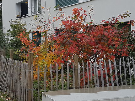 Belles couleurs d'automne à Lausanne