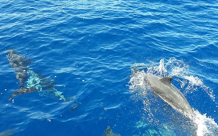 Dauphins aux Canaries