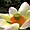 Lotus sacré (plante de type nénuphar) 