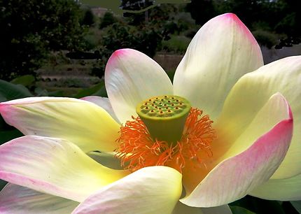 Lotus sacré (plante de type nénuphar) 