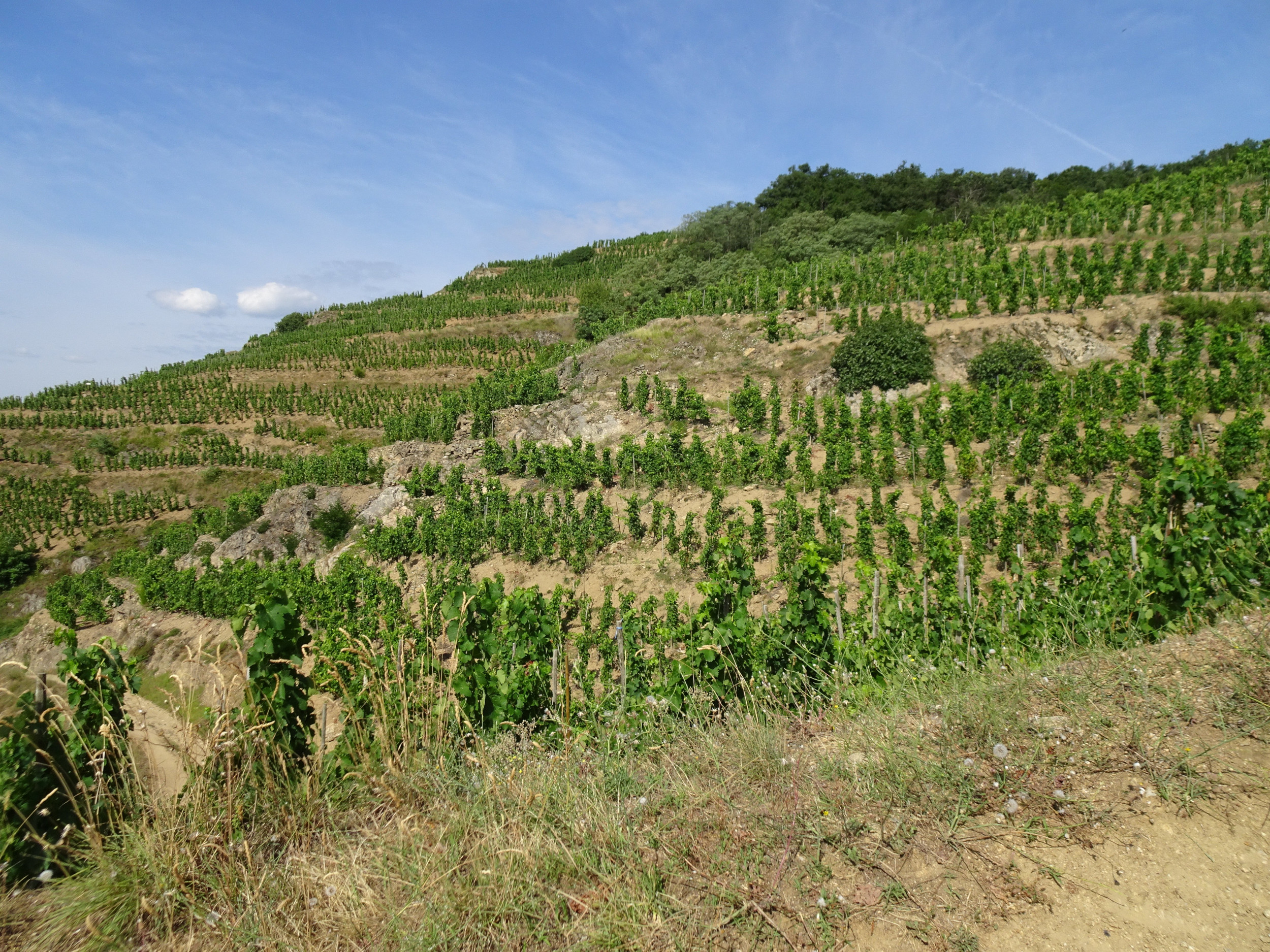 Superbes vignes en terrasse en Ardèche Superbes vignes en terrasse en Ardèche