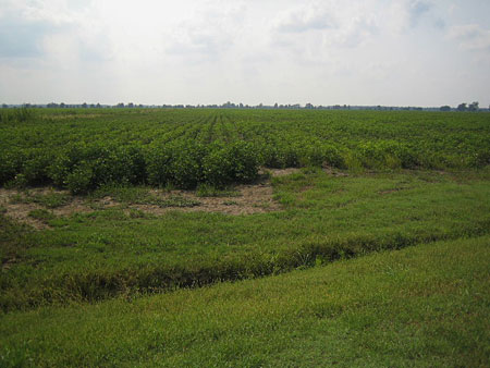 Champs de coton près de Memphis Champs de coton près de Memphis