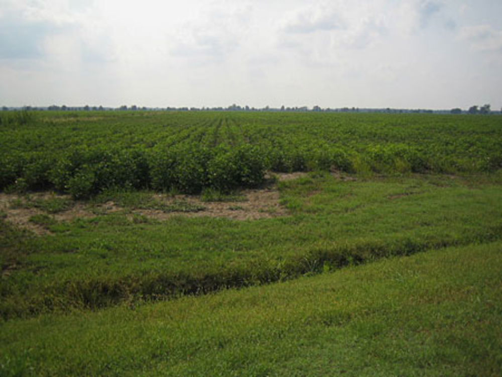 Champs de coton près de Memphis