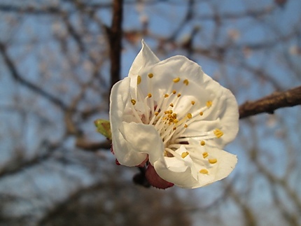 Fleur de prunus armeniaca