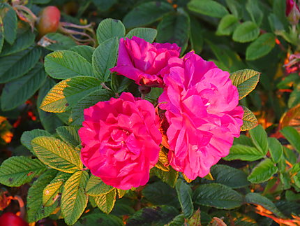 Roses Sauvages à Ste-Flavie