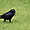 Un des très nombreux corbeaux du parc