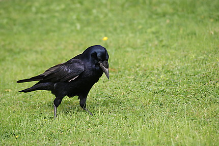 Un des très nombreux corbeaux du parc
