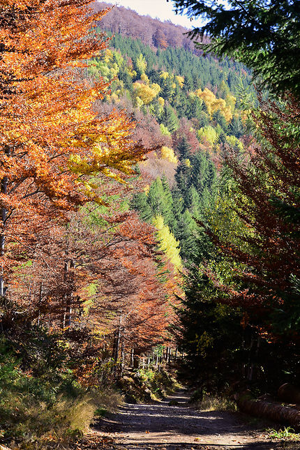 Vive l'automne dans les Vosges