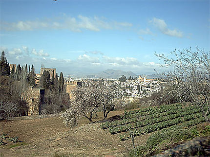 Jardins de l'Alhambra à la fin de l'hiver