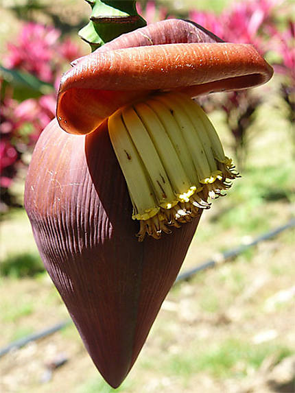 Fleur de banane