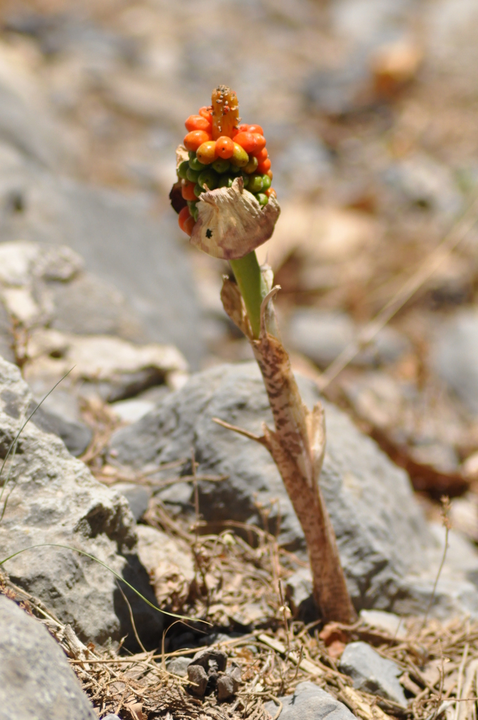 Arum Maculatum Arum Maculatum