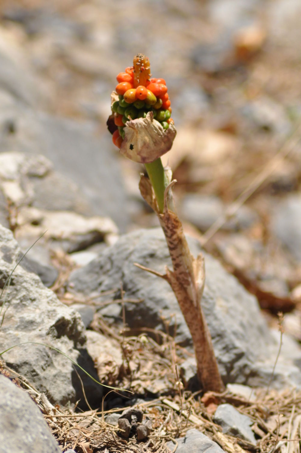 Arum Maculatum