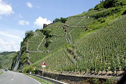 Vallée de la Moselle - les vignes