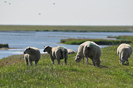 Moutons à Dagebüll