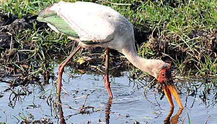 Yellow-Billed Stork - Tantale ibis