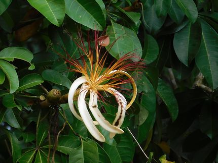 Flore du Costa Rica