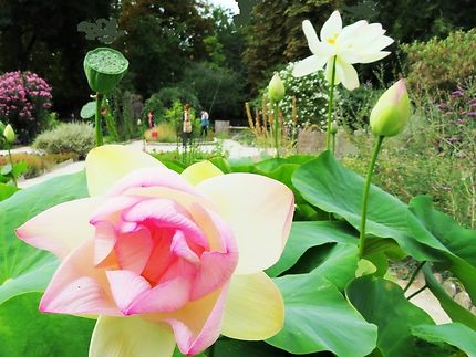 Lotus au Jardin des Plantes