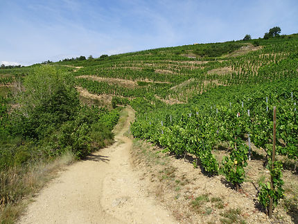 Marcher dans les vignes en Ardèche