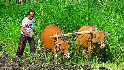Dans les rizières de Tirtagangga
