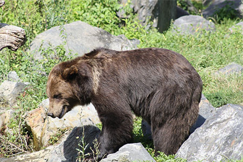 L'ours