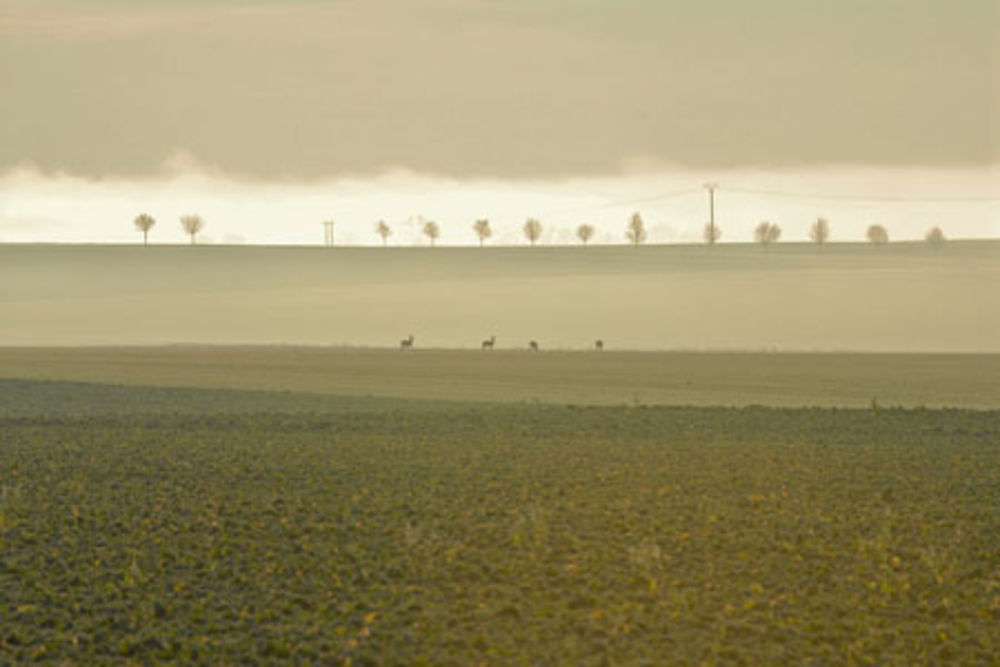 LEVER DE SOLEIL SUR LA CHAMPAGNE